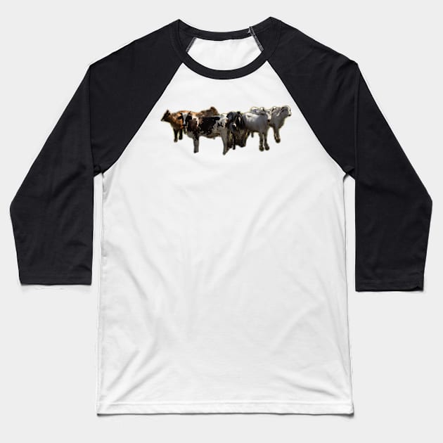 cows Baseball T-Shirt by rickylabellevie